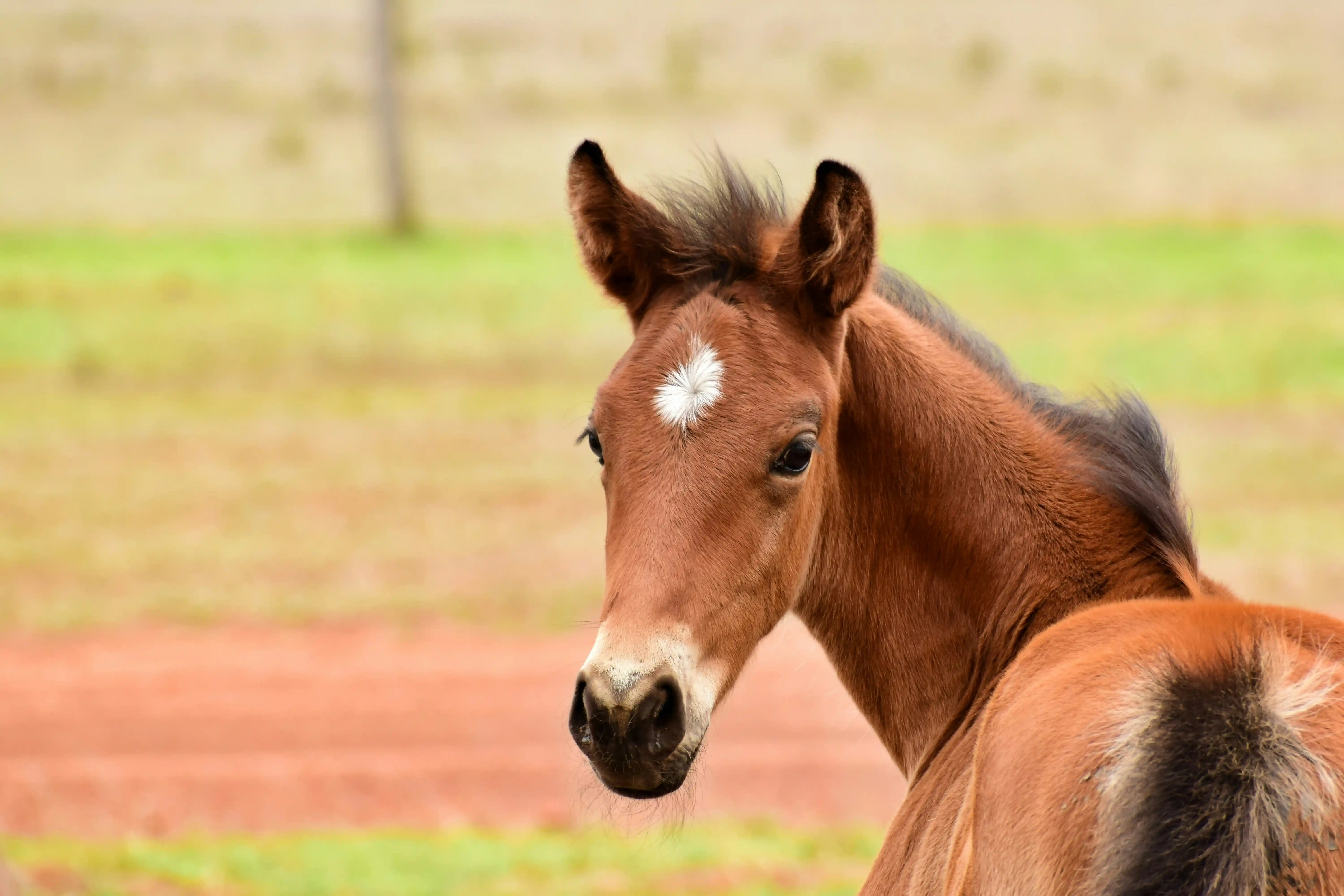 Comment évaluer le potentiel sportif d'un jeune cheval